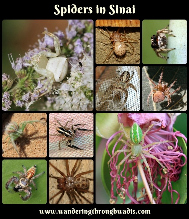 Spiders in Sinai