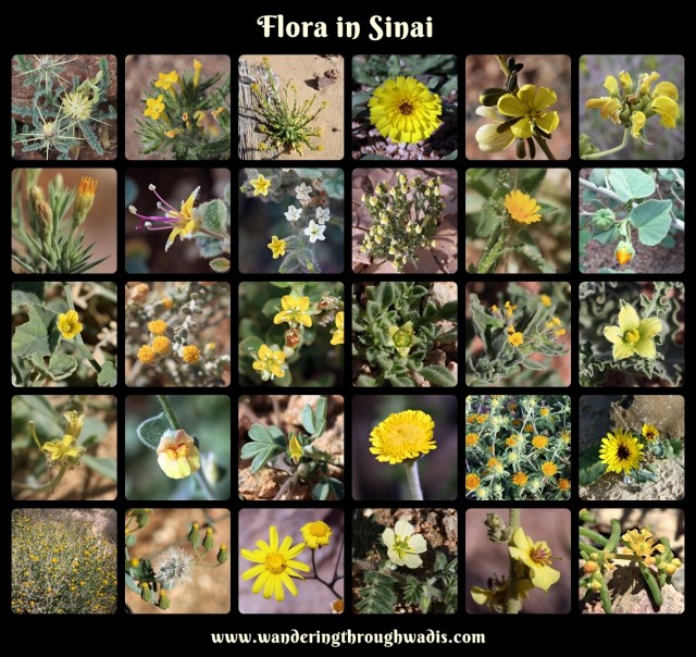 Yellow Blooms in Sinai