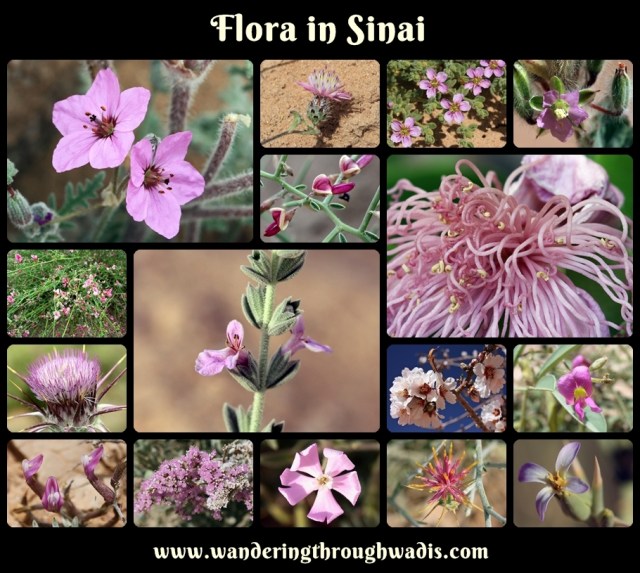 Pink-Purple Blooms in Sinai