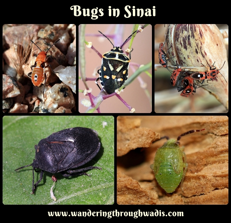 Bugs in Sinai