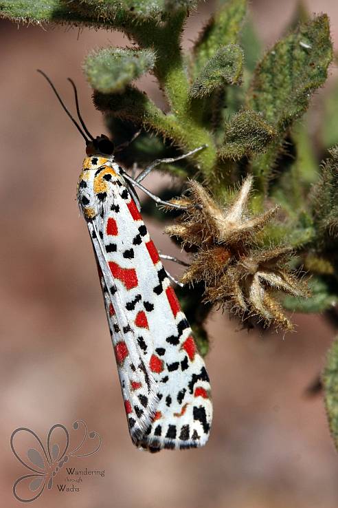 Crimson-speckled Flunkey