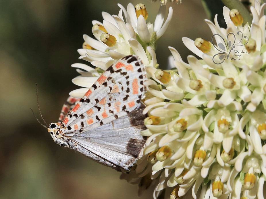 Crimson-speckled Flunkey
