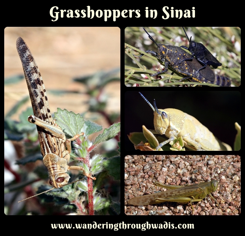 Four pictures of grasshoppers in Sinai.