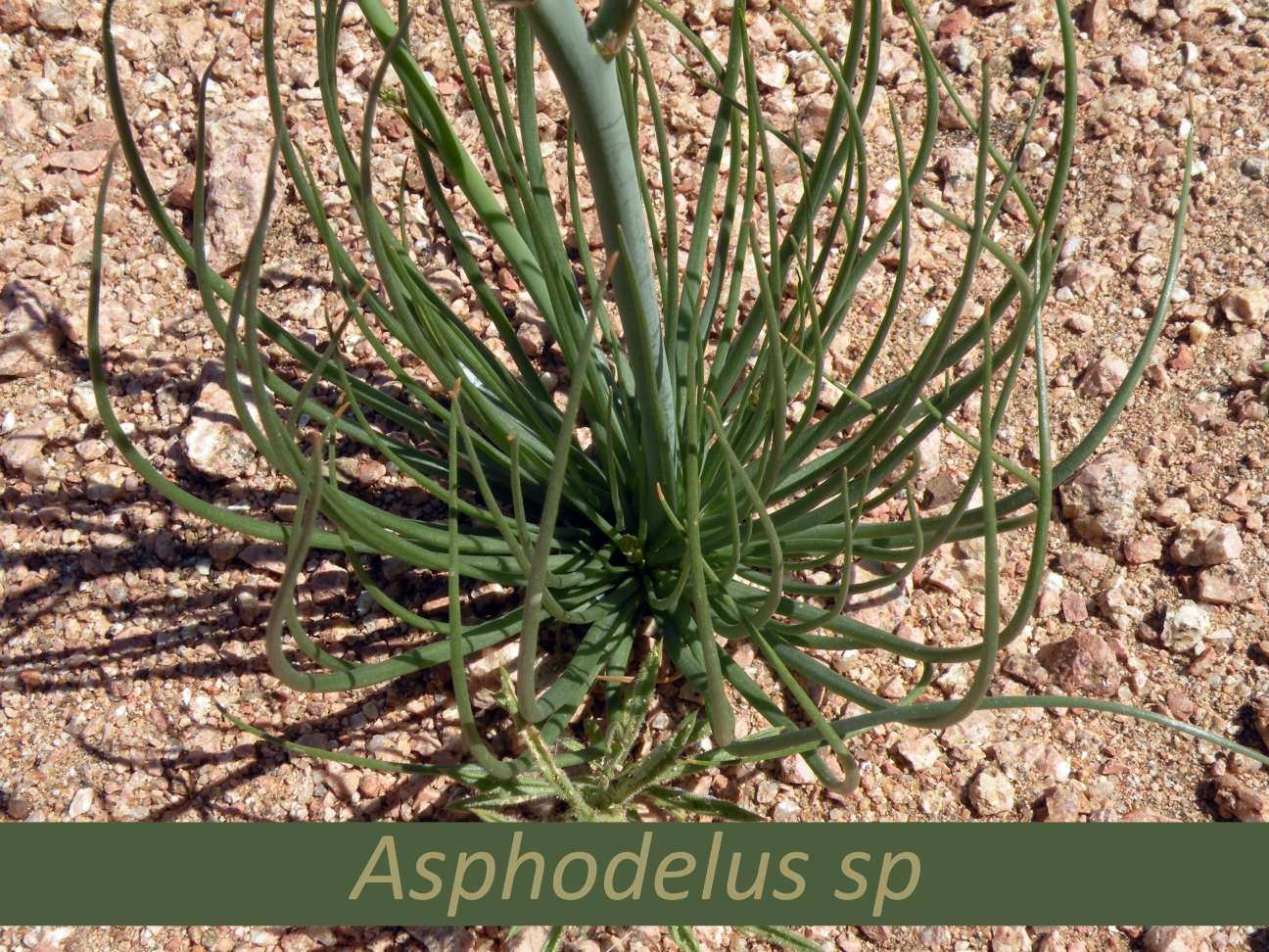 Basal Rosette Leaf Arrangement