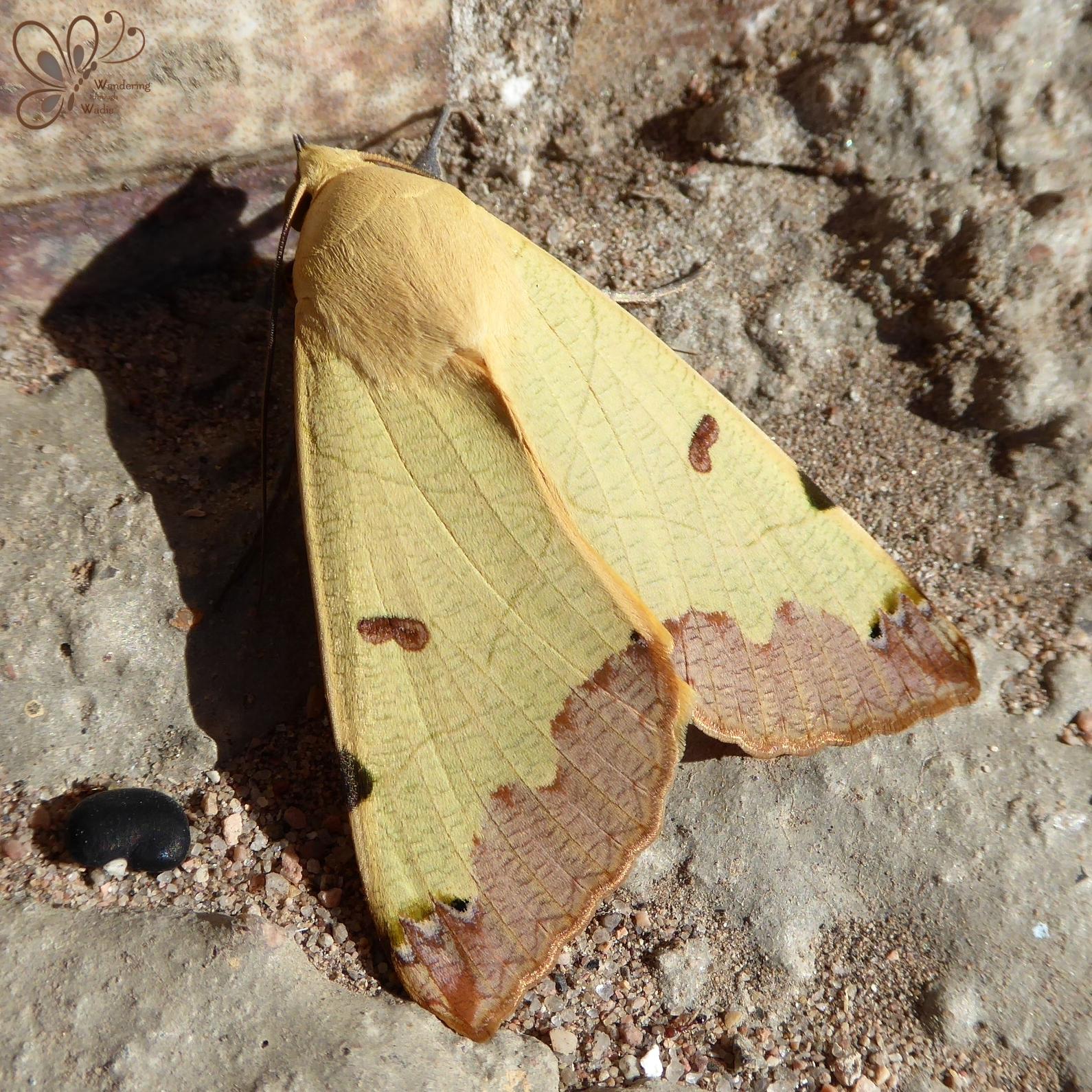 Green Drab Moth – Wandering through Wadis