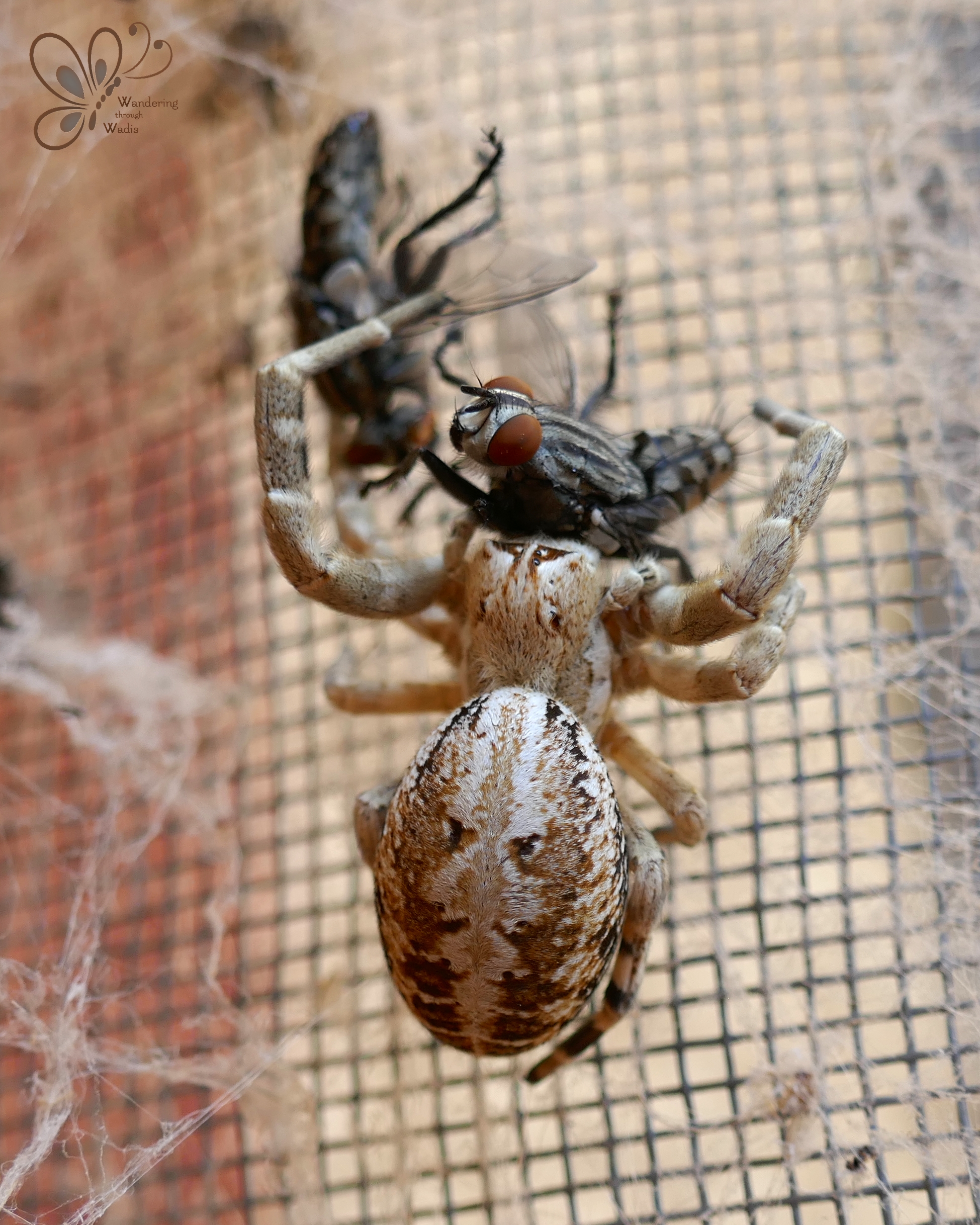 velvet spider – Wandering through Wadis