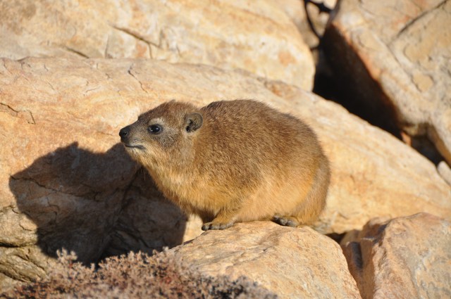An image of a lone rock hyrax sitting on a rock in the sun.